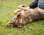 Собаки в Москве: Собака из приюта ищет дом и семью Мальчик, Бесплатно - фото 5