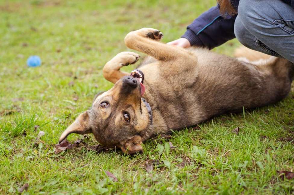 Собаки в Москве: Собака из приюта ищет дом и семью Мальчик, Бесплатно - фото 5