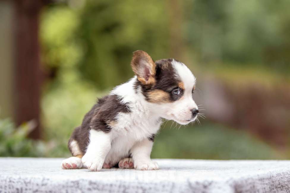 Собаки в Москве: Щенок вельш корги кардиган Мальчик, Бесплатно - фото 4
