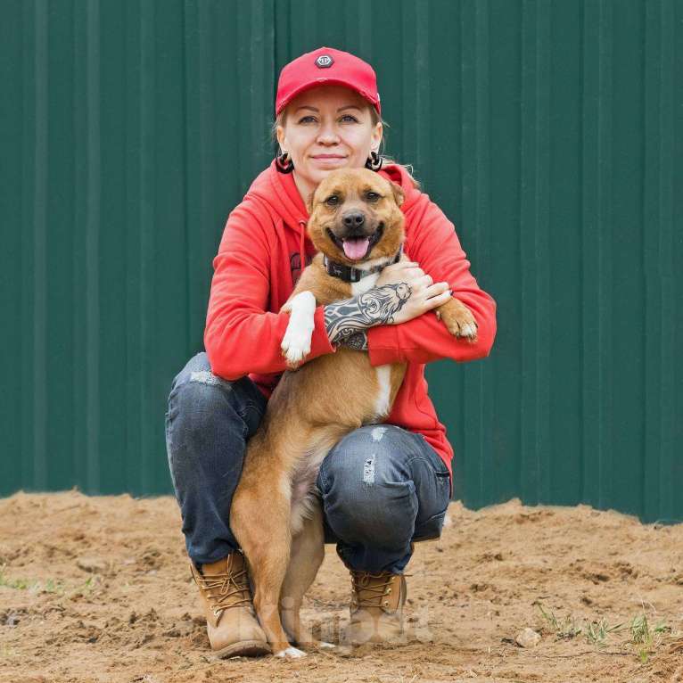 Собаки в других городах Московской области: Малыш Арчи ждет семью Мальчик, Бесплатно - фото 3