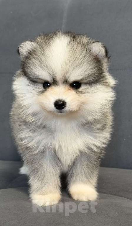 Собаки в Санкт-Петербурге: Девочка помски Девочка, 100 000 руб. - фото 5