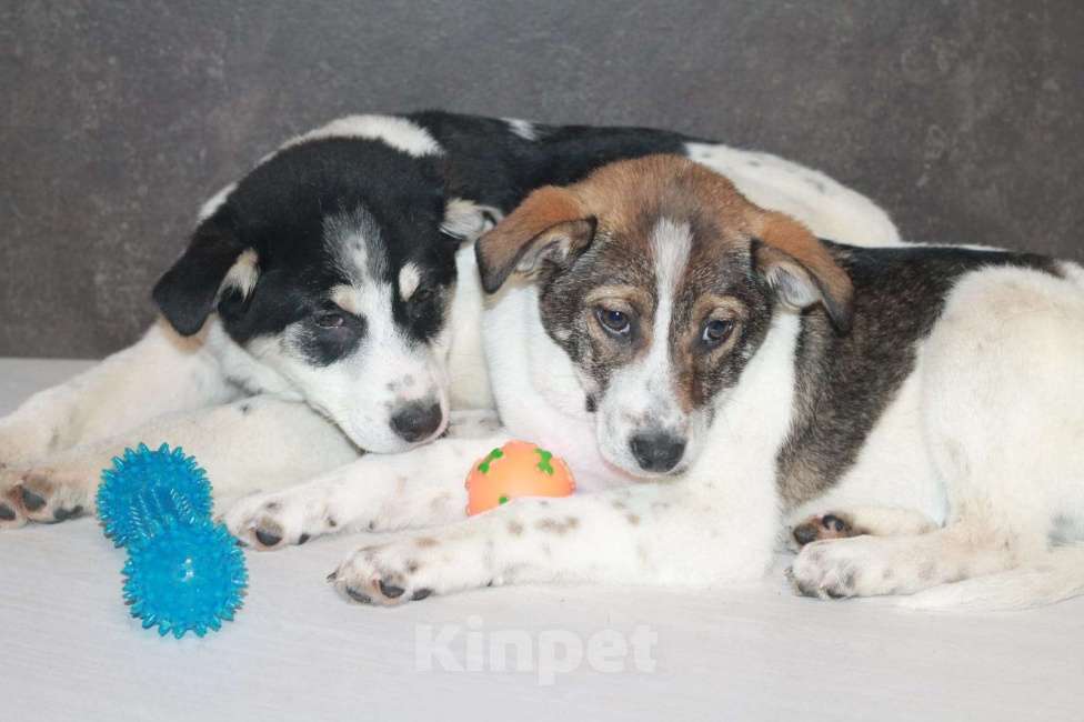 Собаки в Липецке: Ищу щенку Альме преданного человека Девочка, 500 руб. - фото 4