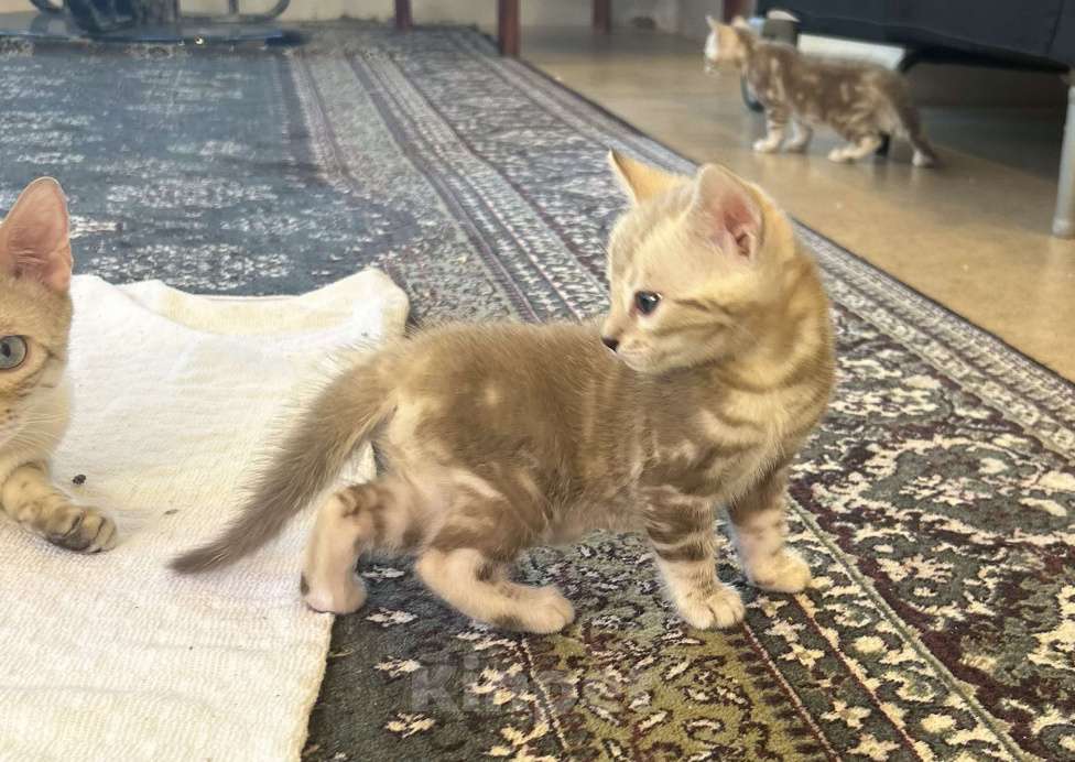 Кошки в Казани: Мину мраморный девочка Девочка, 25 000 руб. - фото 2