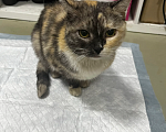 Кошки в Серпухове: Кошечка ищет дом Девочка, Бесплатно - фото 3