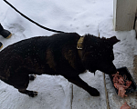 Собаки в Тосно: найден черный средний взрослый кабель Мальчик, 10 руб. - фото 1