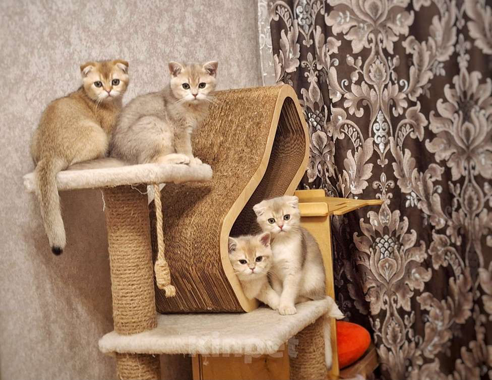 Кошки в Москве: Шотландские котята эксклюзивных окрасов Разнополые, 30 000 руб. - фото 7