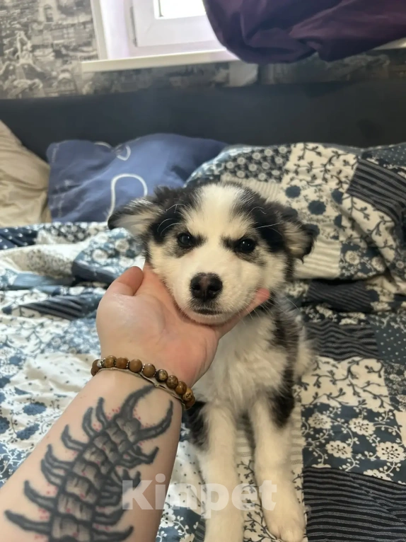 Собаки в Москве: Продам щенков девочку и мальчика Мальчик, Бесплатно - фото 7