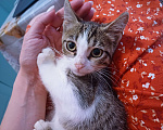 Кошки в Москве: Котёнок Фунтик с ожогом лап ищет семью Мальчик, Бесплатно - фото 5
