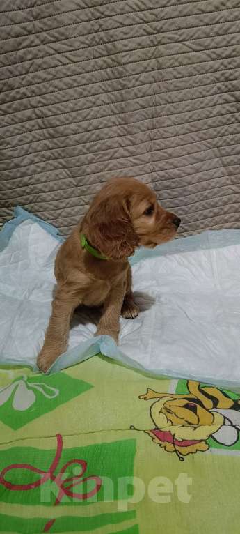 Собаки в Новосибирске: Щенок Мальчик, 15 000 руб. - фото 2