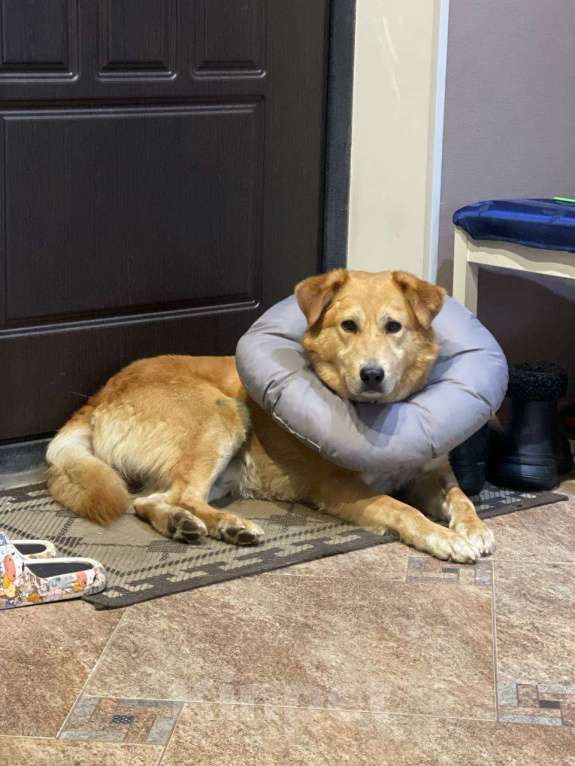 Собаки в Санкт-Петербурге: Даром в добрые руки Мальчик, Бесплатно - фото 1