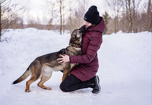 Объявление: Собака-обнимака, собака-компаньон в добрые руки, Бесплатно, Москва