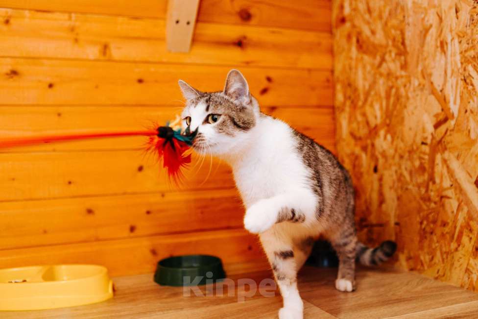 Кошки в Москве: Кошечка Маруся ❤️Очень ищет дом и любимых хозяев  Девочка, 100 руб. - фото 1