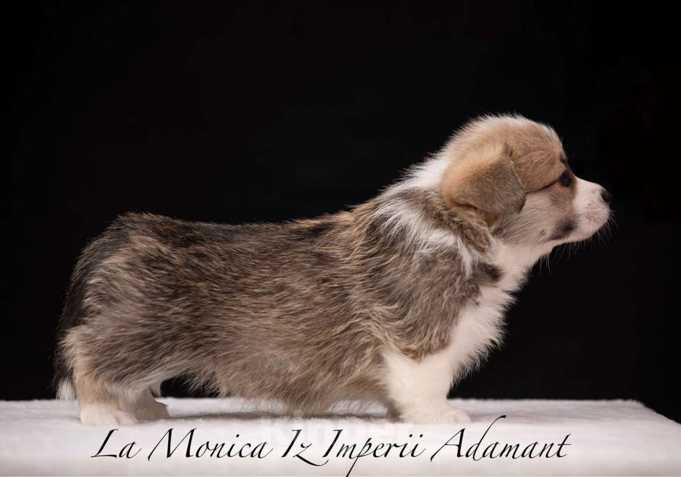 Собаки в Краснодаре: Щенки вельш корги пемброк Девочка, 100 000 руб. - фото 2