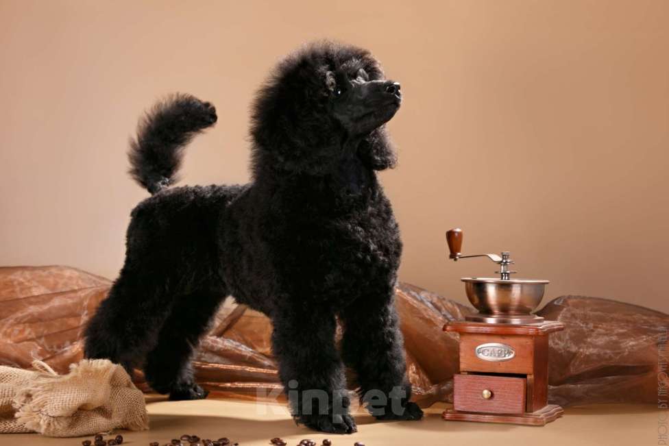 Собаки в Кирове: Малый пудель Мальчик, Бесплатно - фото 2
