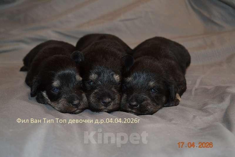Собаки в Москве: Цвергшнауцер щенки девочки Девочка, Бесплатно - фото 1