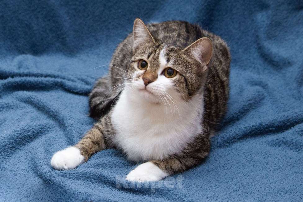 Кошки в Москве: Ждут свои семьи котята – подростки! Разнополые, Бесплатно - фото 9