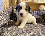Собаки в Новосибирске: Продаются прекрасные щеночки Джек-Рассел-терьер😍  Девочка, 20 000 руб. - фото 1