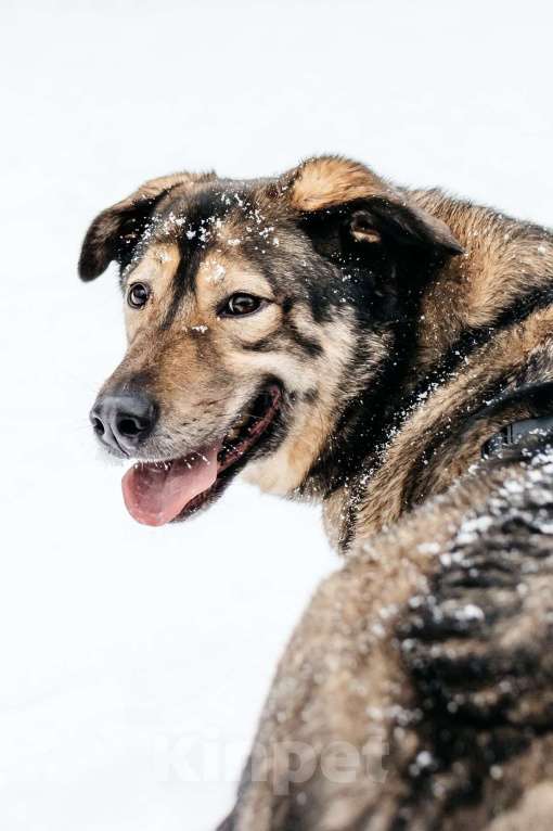Собаки в Москве: Брутальный Рони в добрые руки Мальчик, Бесплатно - фото 9