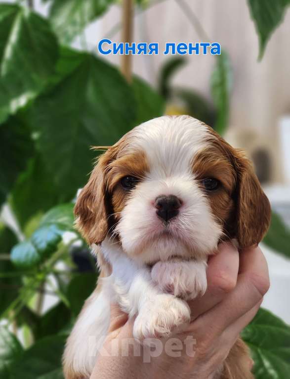 Собаки в Анапе: Синяя лента  Мальчик, 80 000 руб. - фото 5