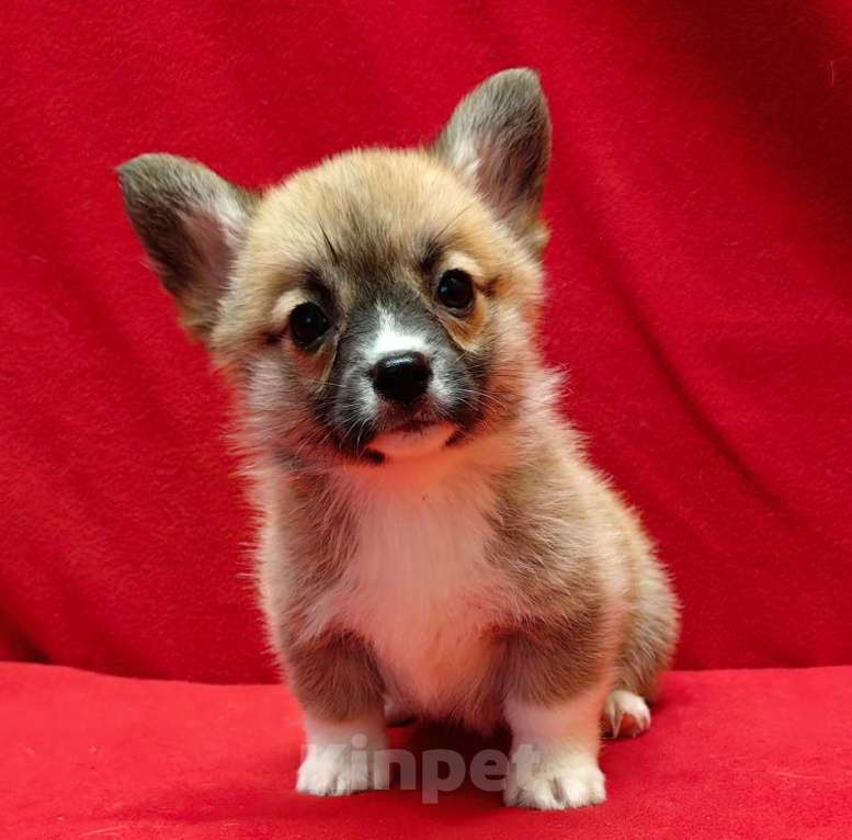 Собаки в Москве: Девочка и мальчики. Мальчик, 50 000 руб. - фото 4