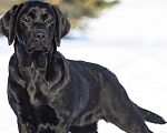 Собаки в Оренбурге: Щенок Лабрадора Девочка, 50 000 руб. - фото 1