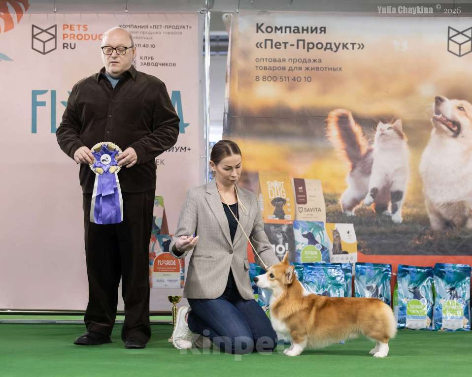 Собаки в Санкт-Петербурге: Племенной кобель Вельш корги пемброк Мальчик, Бесплатно - фото 9