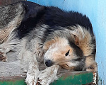 Собаки в Дзержинске: На Патоличева 43 у 1 подьезда уже 4-й день живет собака. По виду,домашняя. Кто потерял?? Мальчик, 1 руб. - фото 1