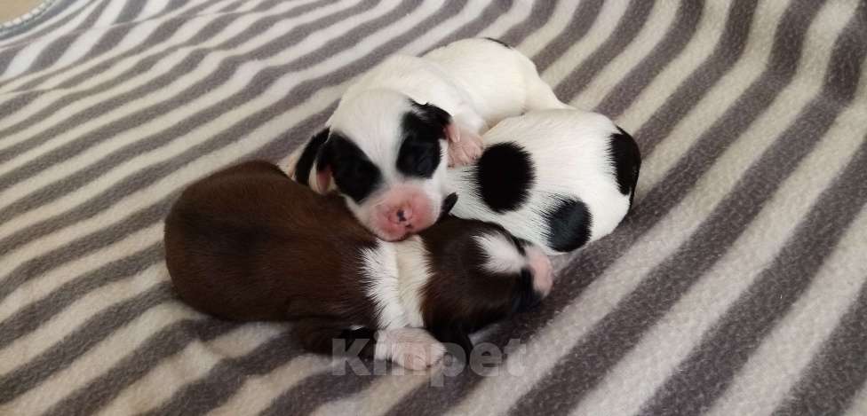 Собаки в Москве: Щенки тибетского терьера  Мальчик, 70 000 руб. - фото 6