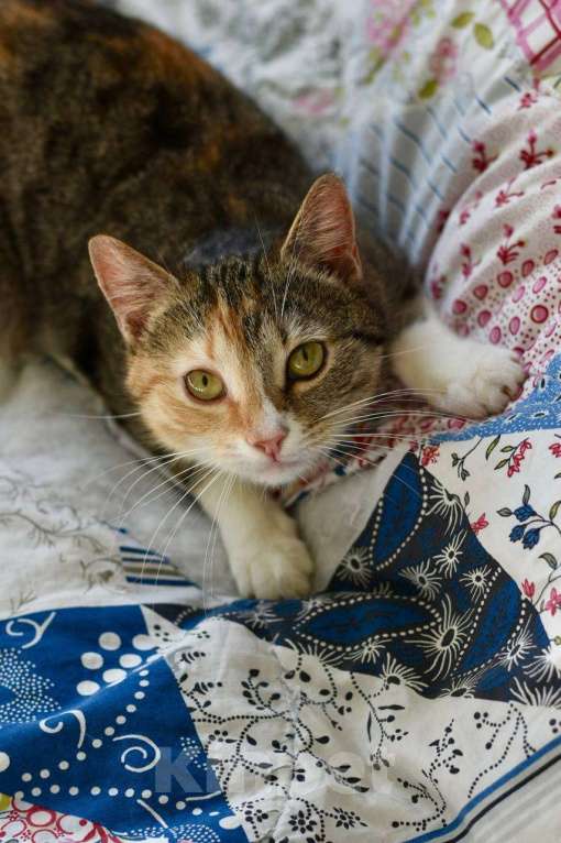 Кошки в Москве: кошка Диона ищет дом Девочка, Бесплатно - фото 1