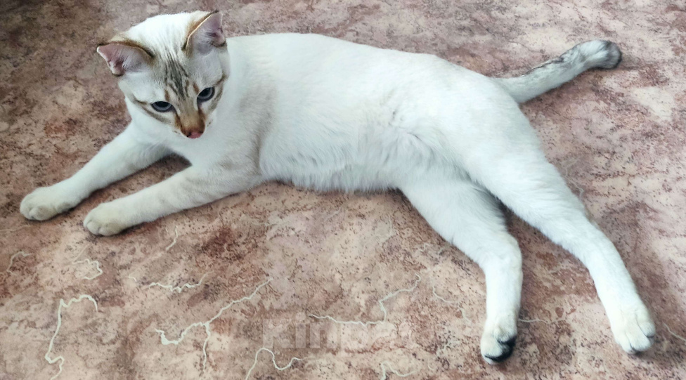 Кошки в Москве: Тайсон (домашний кот) Мальчик, 18 000 руб. - фото 9