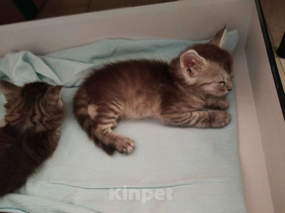 Кошки в Ставрополе: Энджел дымка Девочка, 20 000 руб. - фото 4