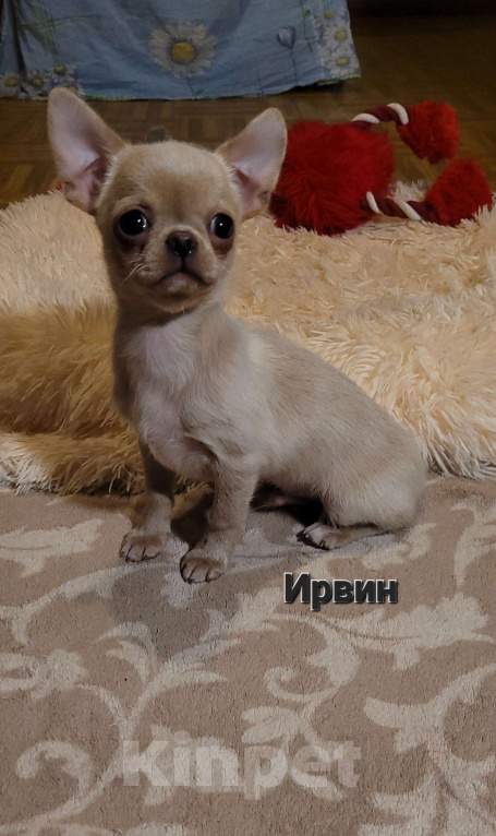 Собаки в Москве: Щенок Чихуахуа лиловый Мальчик, Бесплатно - фото 2