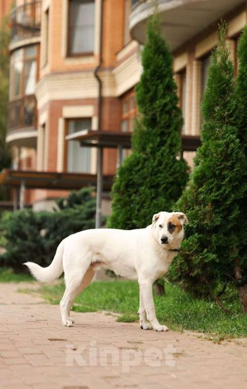 Собаки в Химках: Жучок Мальчик, Бесплатно - фото 1