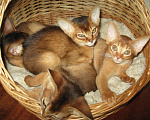 Кошки в Чебоксарах: Абиссинский котенок - котик дикого окраса!, 35 000 руб. - фото 2