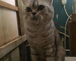 Кошки в Симферополе: Шотландский кот на вязку, 2 000 руб. - фото 2