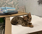 Кошки в Пензе: Котята бенгалы Мальчик, 10 000 руб. - фото 2