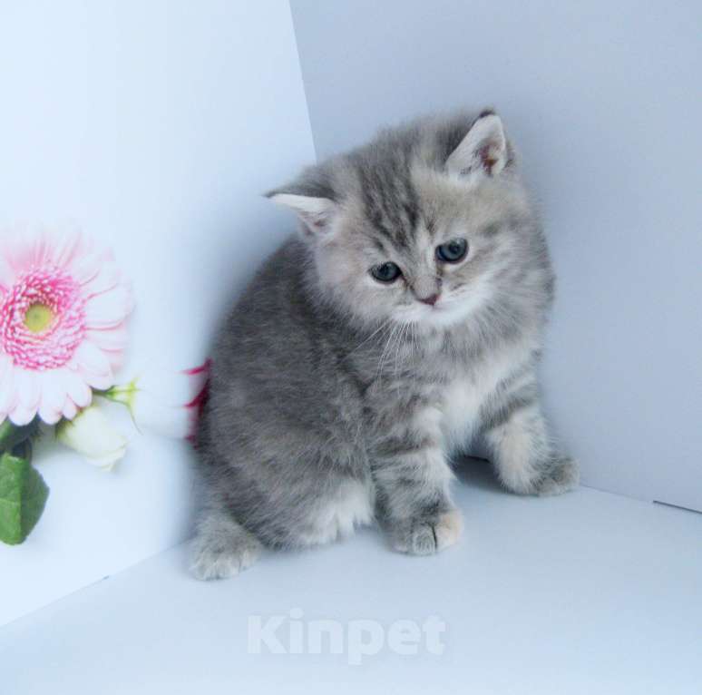 Кошки в Ставрополе: Шотландская девочка Девочка, 15 000 руб. - фото 2