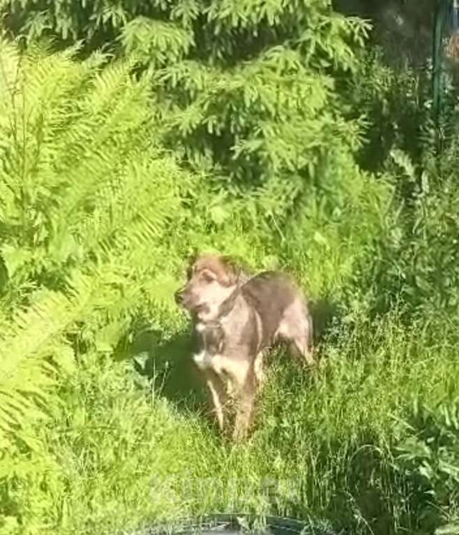Собаки в Москве: Шерри в добрые руки Девочка, Бесплатно - фото 2