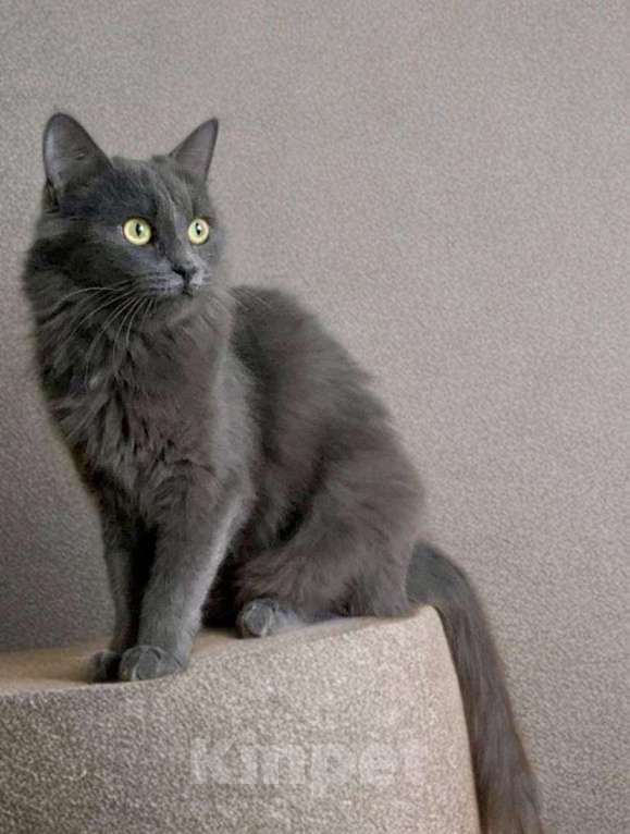 Кошки в Москве: Пушистая кошка в добрые руки Девочка, Бесплатно - фото 1