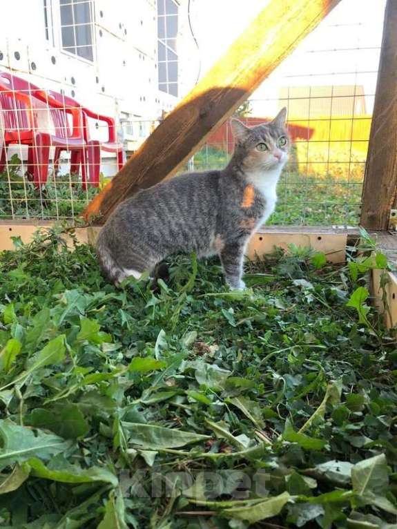 Кошки в Москве: Молодая кошечка Мася ищет дом. Девочка, Бесплатно - фото 3