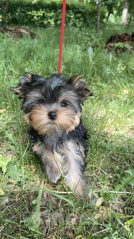 Собаки в Москве: Амазоника Primavera Incanta Amazonica Девочка, Бесплатно - фото 2