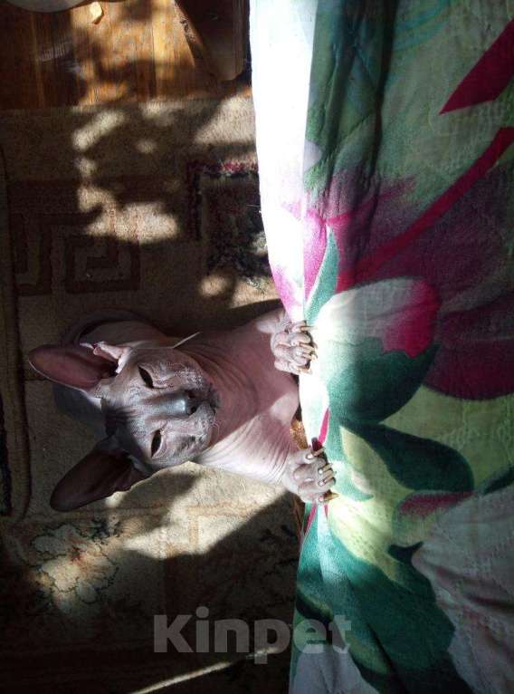 Кошки в Ливны: Кот донской вязка, 2 000 руб. - фото 1
