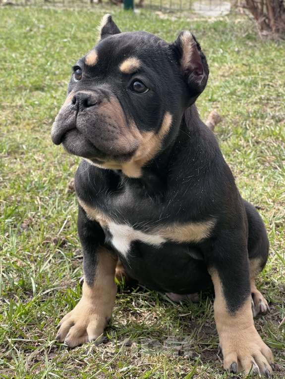 Собаки в Москве: Американский булли щенки покет/стандарт Разнополые, 100 000 руб. - фото 1