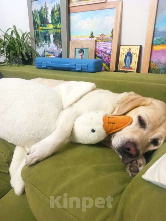 Собаки в Воронеже: Продам/отдам в хорошие руки собаку Девочка, Бесплатно - фото 5