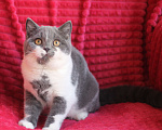 Кошки в Магнитогорске: Quelle Marshmallow  Девочка, Бесплатно - фото 2