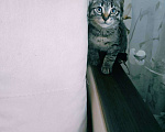 Кошки в Санкт-Петербурге: Кроха кот домой пришел, и сказала кроха: - Дома, - это хорошо, а в подвале - плохо! Девочка, 200 руб. - фото 7