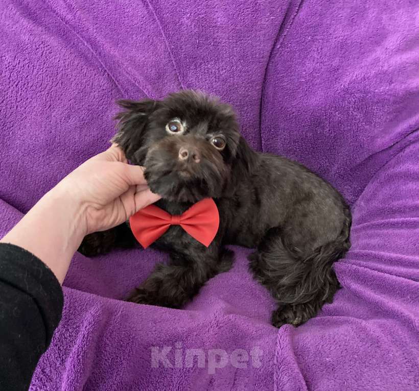 Собаки в Москве: Шоколадный йорк девочка взрослая стандарт Девочка, 50 000 руб. - фото 4