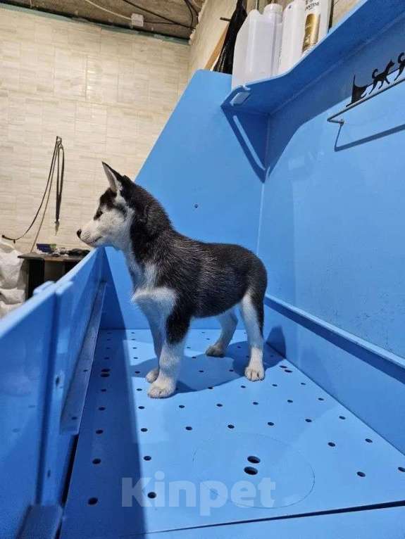 Собаки в Воронеже: Хэппи Девочка, 12 000 руб. - фото 4