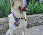 Собаки в Севастополе: Вязка алабая Мальчик, 1 руб. - фото 7