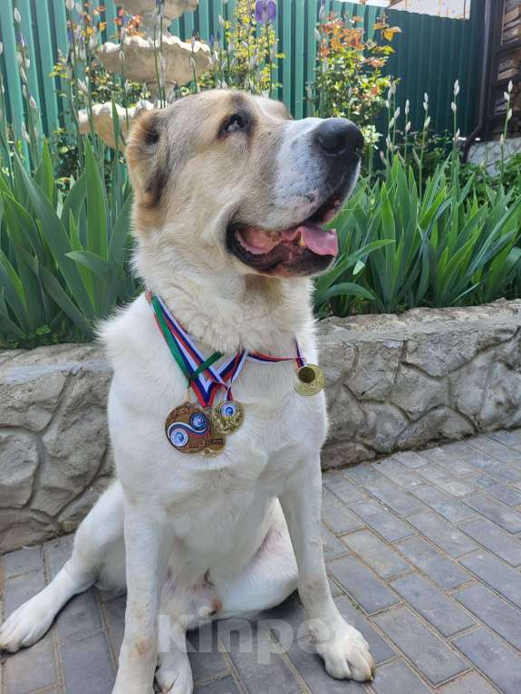 Собаки в Севастополе: Вязка алабая Мальчик, 1 руб. - фото 7